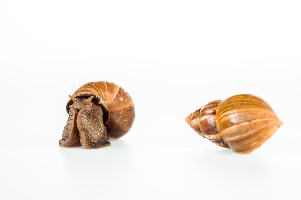 escargots brun visqueux isolés sur blanc
 - Photo, image