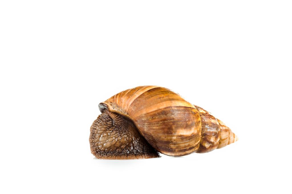 слизький коричневий равлик ізольований на білому
 - Фото, зображення