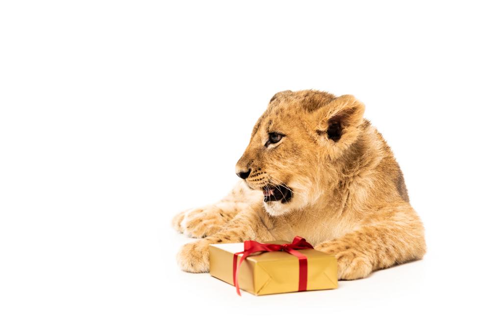 cute lion cub near golden gift with red ribbon isolated on white - Photo, Image