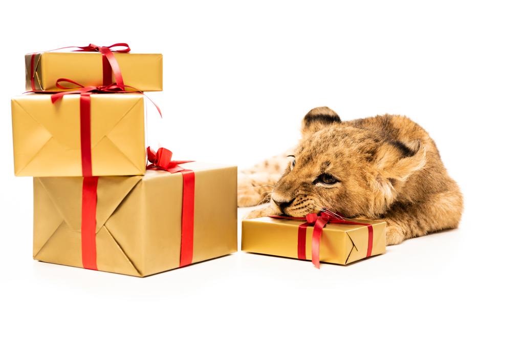 χαριτωμένο λιονταράκι κοντά σε χρυσά δώρα με κόκκινες κορδέλες που απομονώνονται σε λευκό - Φωτογραφία, εικόνα