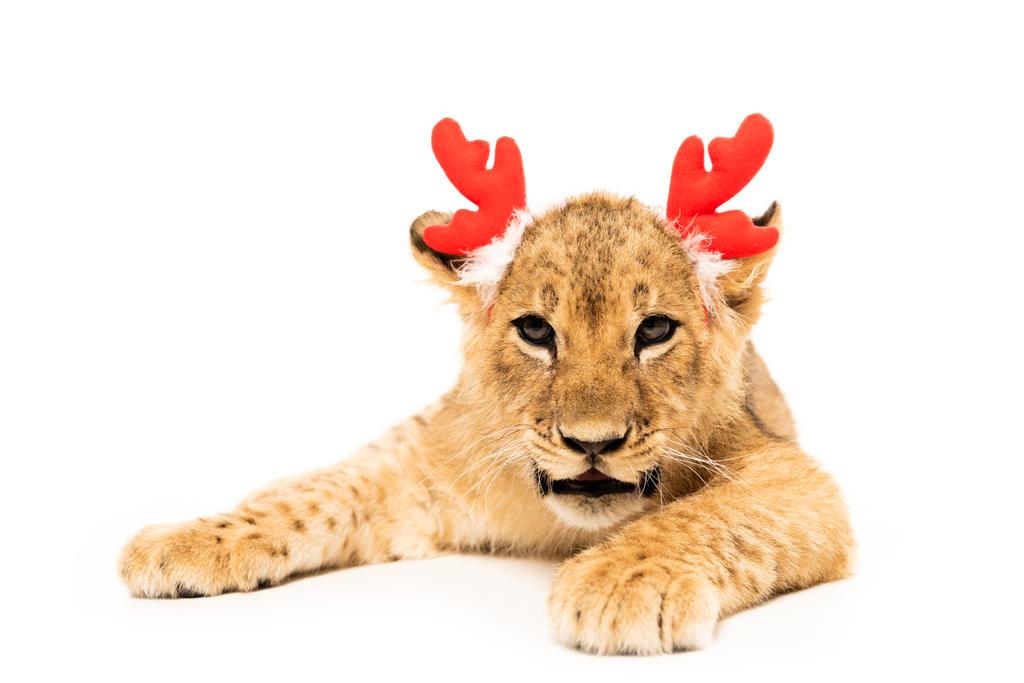 söpö leijona pentu punainen peura sarvet otsanauha eristetty valkoinen
 - Valokuva, kuva