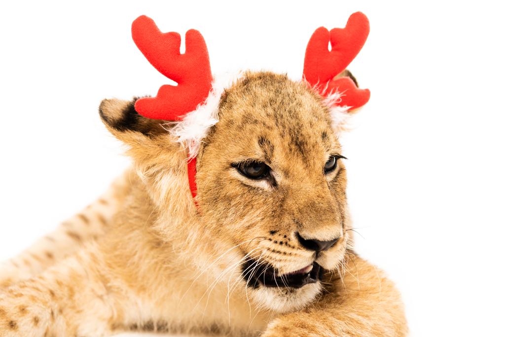 zblízka pohled na roztomilé lví mládě v červené jelení rohy čelenka izolované na bílé - Fotografie, Obrázek