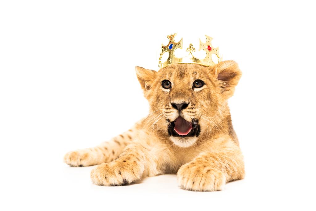 söpö leijona pentu kultainen kruunu eristetty valkoinen
 - Valokuva, kuva