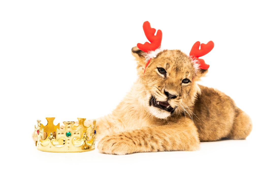 милий лев кубик в рогах оленів пов'язка біля золотої корони ізольовані на білому
 - Фото, зображення