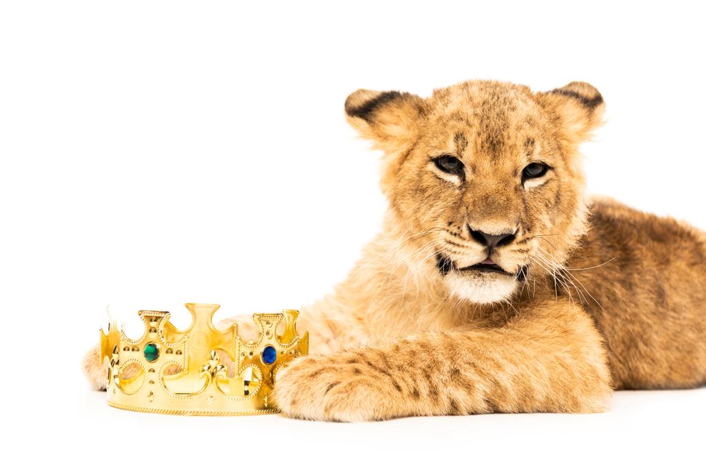 cute lion cub near golden crown isolated on white - Photo, Image
