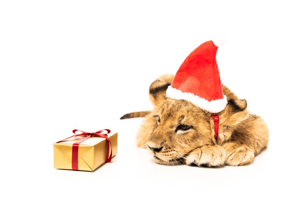 милый лев детеныш в шляпе Санта рядом золотой подарок изолирован на белом
 - Фото, изображение