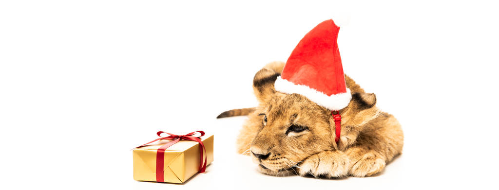 petit lion mignon en chapeau de Père Noël près de cadeau d'or isolé sur blanc
 - Photo, image