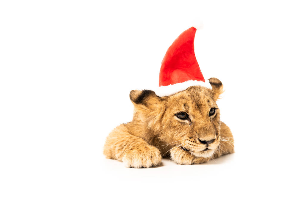 schattig leeuwenwelp in santa hoed geïsoleerd op wit - Foto, afbeelding