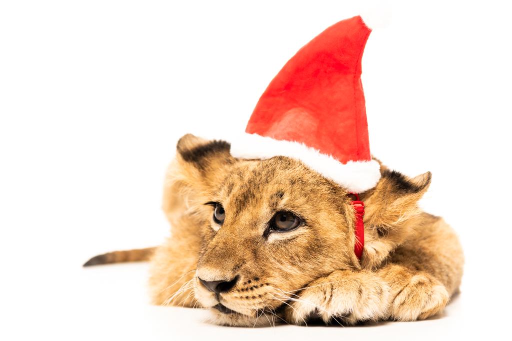 carino cucciolo di leone in cappello di Babbo Natale isolato su bianco
 - Foto, immagini