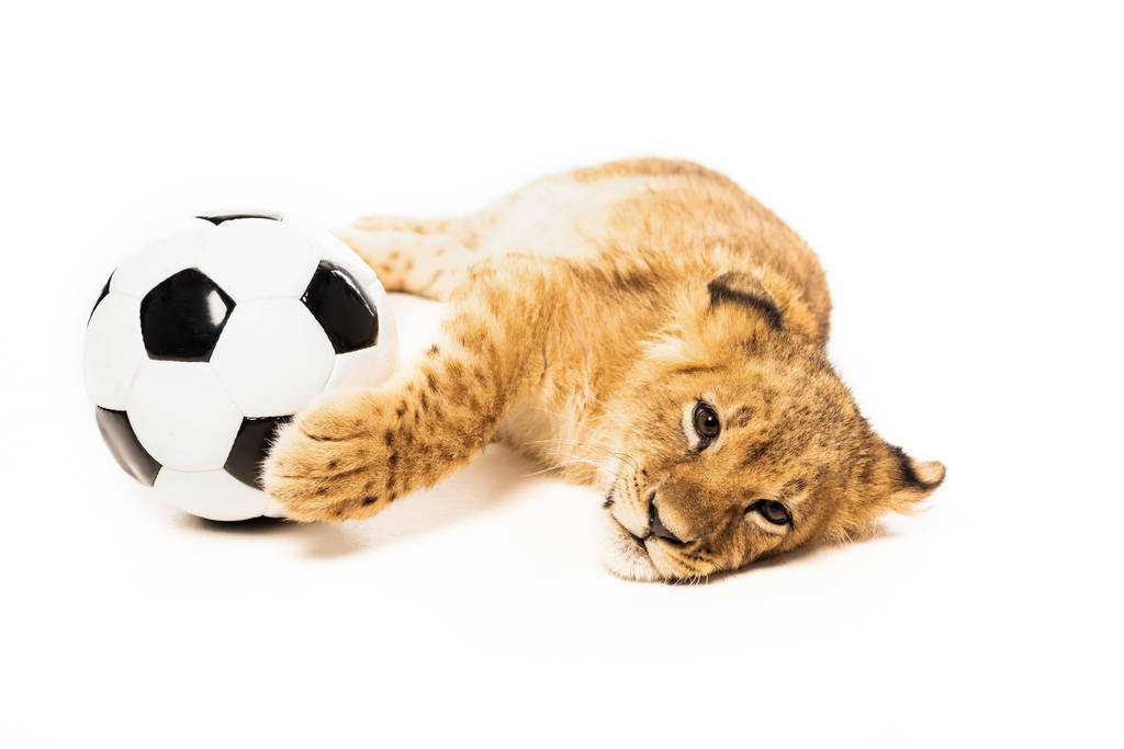 słodkie lew szczenię w pobliżu piłka nożna odizolowany na biały - Zdjęcie, obraz