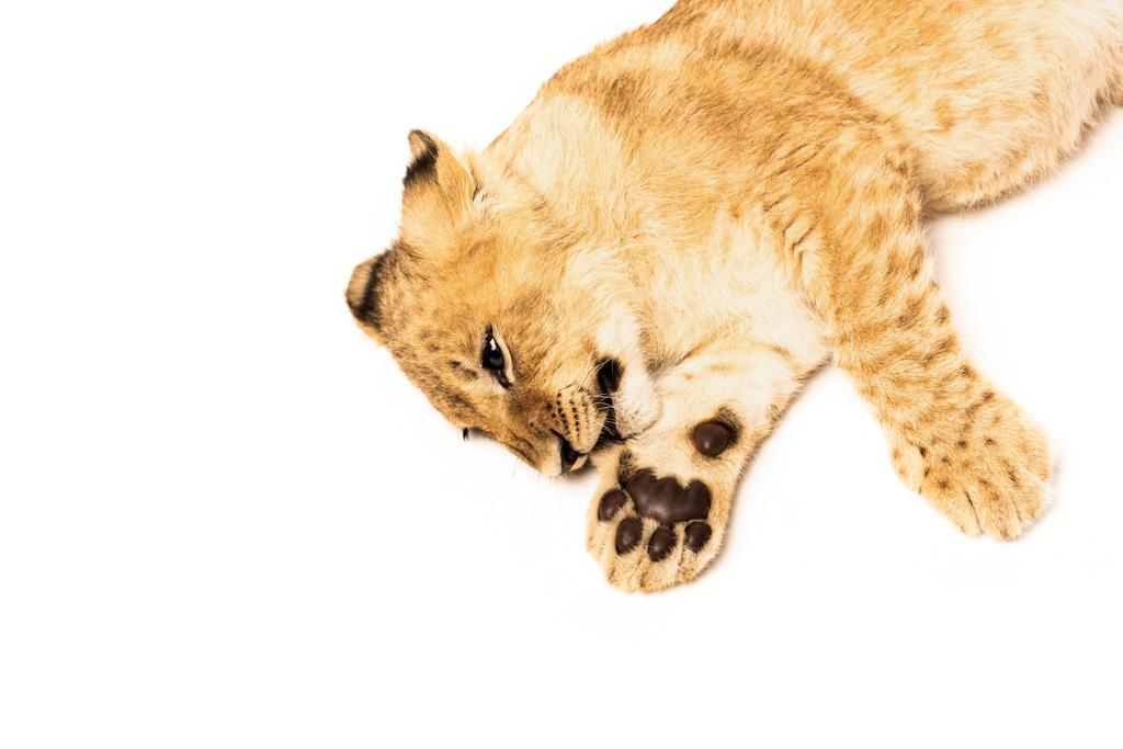 vue de dessus du lionceau mignon couché isolé sur blanc
 - Photo, image