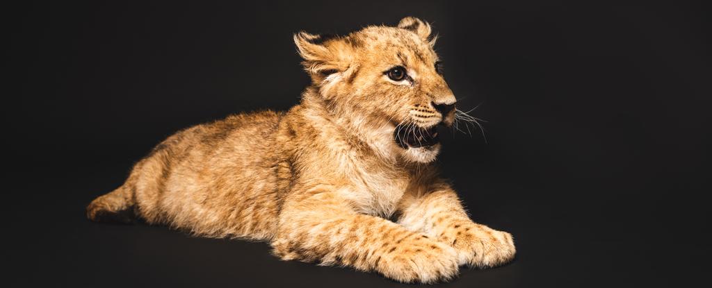 黒のパノラマショットで隔離された可愛いライオンの赤ちゃん - 写真・画像