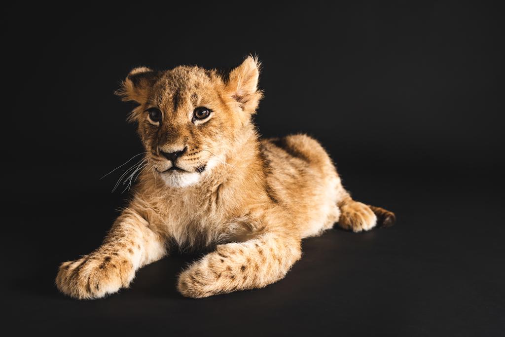 黒で隔絶された可愛いライオンの赤ちゃん - 写真・画像