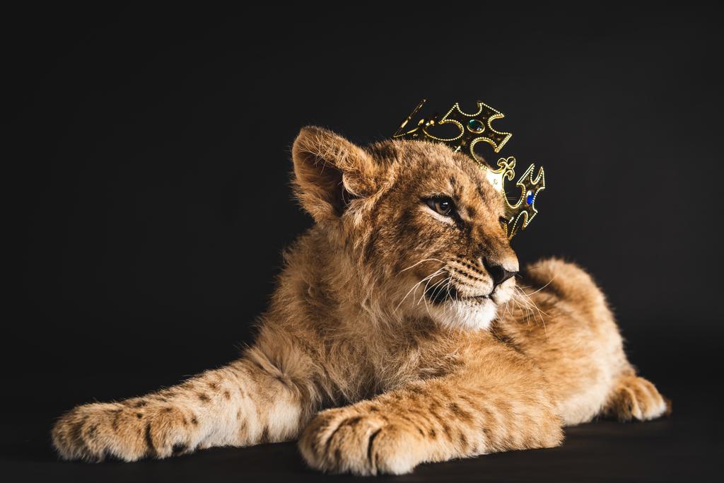 adorable lion cub lying in golden crown isolated on black - Photo, Image