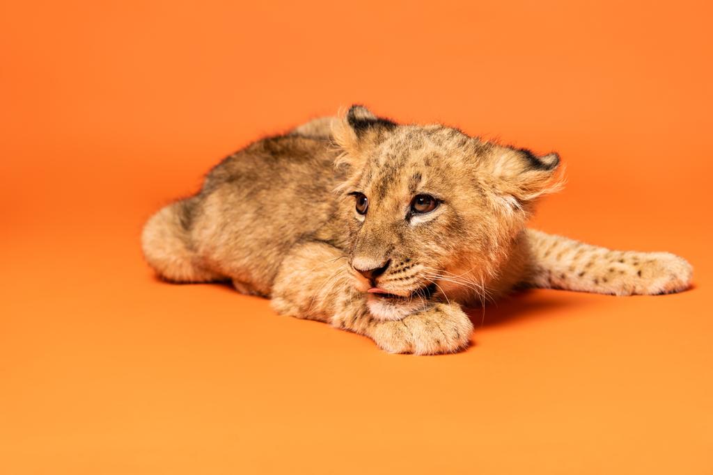 carino leone cucciolo sdraiato su sfondo arancione
 - Foto, immagini