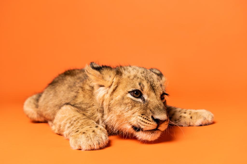 roztomilý lev mládě ležící na oranžovém pozadí - Fotografie, Obrázek