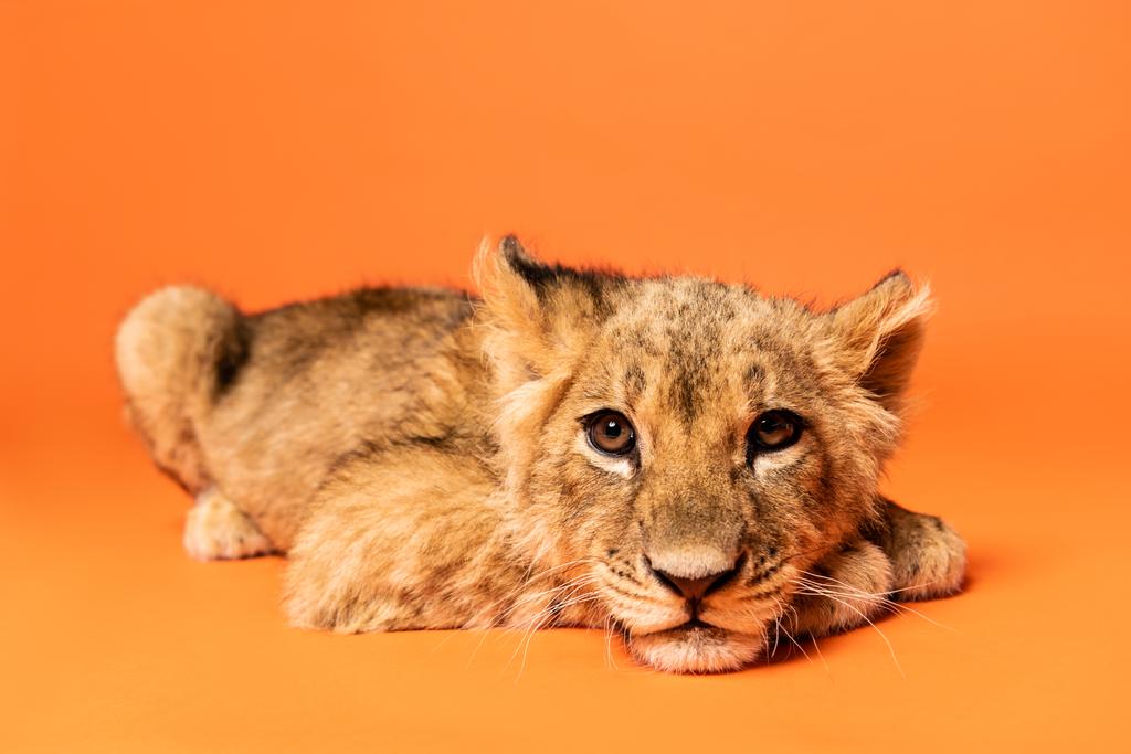 милый львенок лежит на оранжевом фоне
 - Фото, изображение