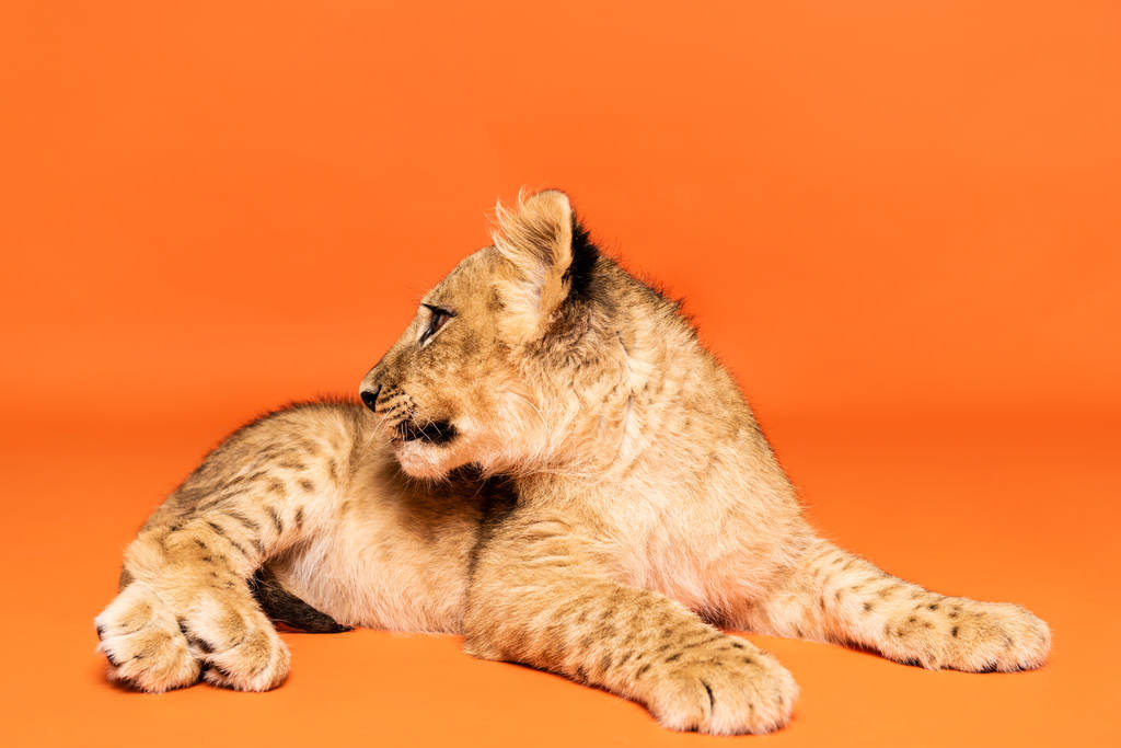 милий лев кубик лежить на помаранчевому фоні
 - Фото, зображення