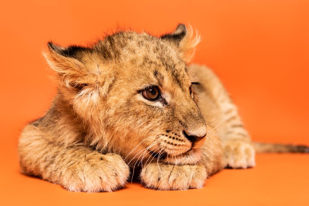 bonito leão filhote deitado no fundo laranja
 - Foto, Imagem