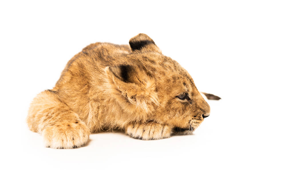очаровательный лев детеныш лежал изолирован на белом
 - Фото, изображение