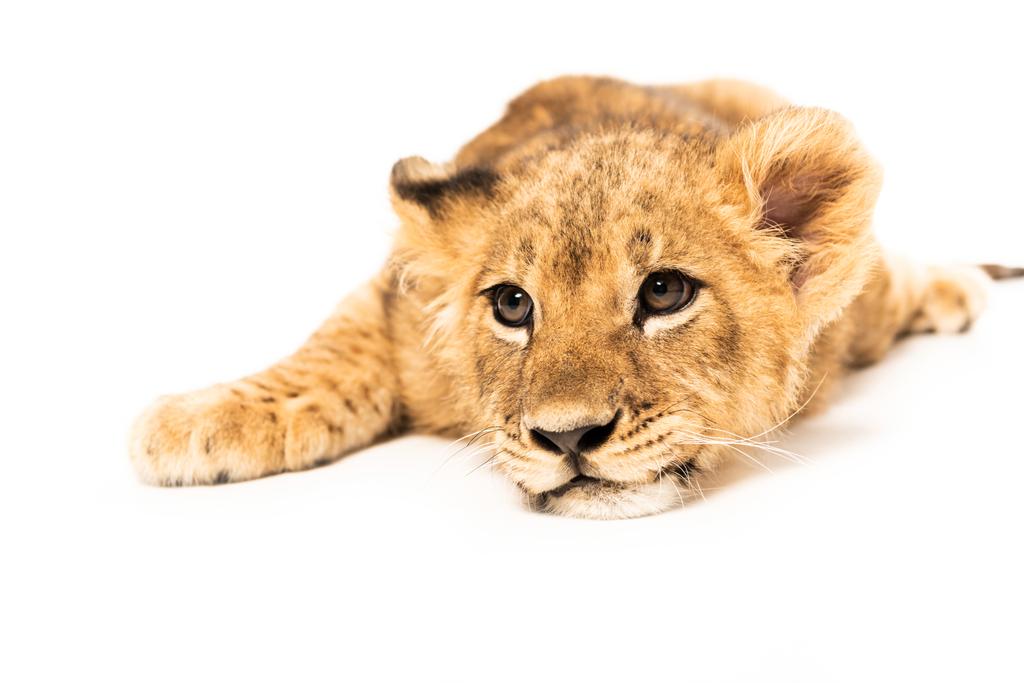白い嘘をつく可愛いライオンの赤ちゃん ロイヤリティフリー写真 画像素材