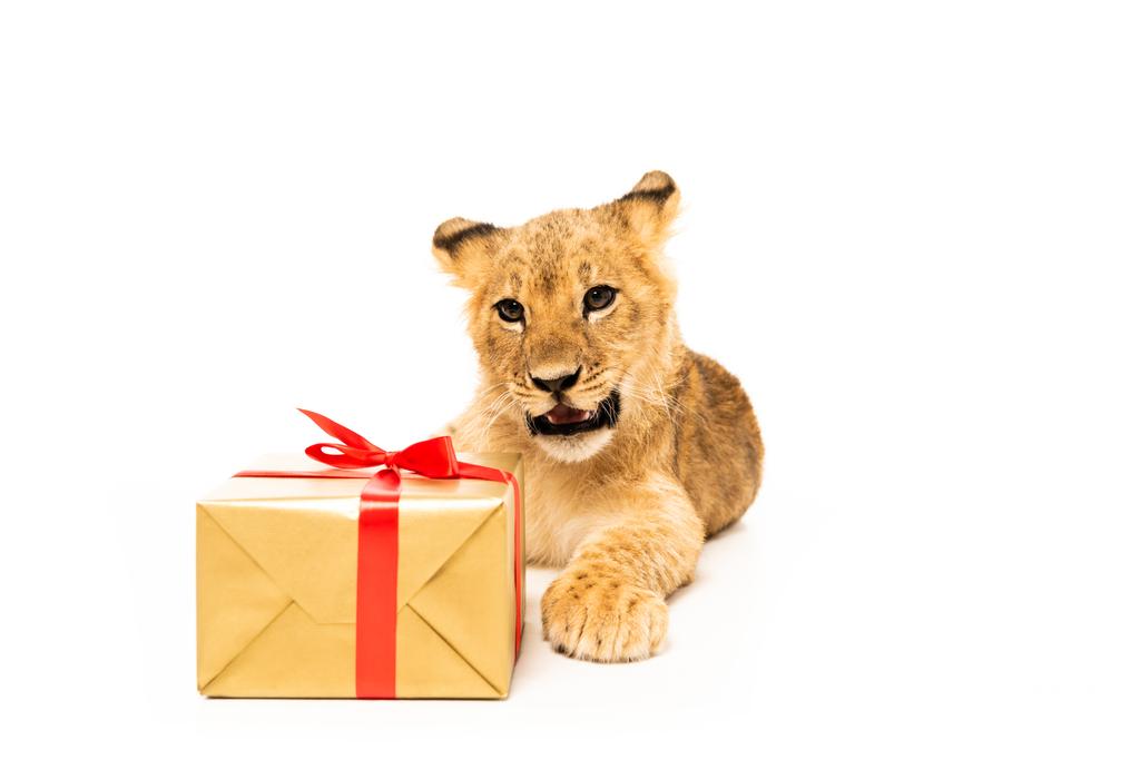 roztomilý lev mládě poblíž zlatý dárek s červenými stuhami izolované na bílém - Fotografie, Obrázek