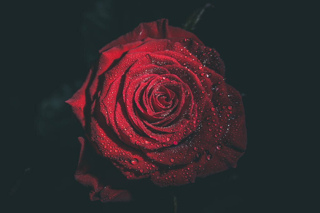Rosa vermelha bonita em cores escuras com gotas de orvalho
. - Foto, Imagem