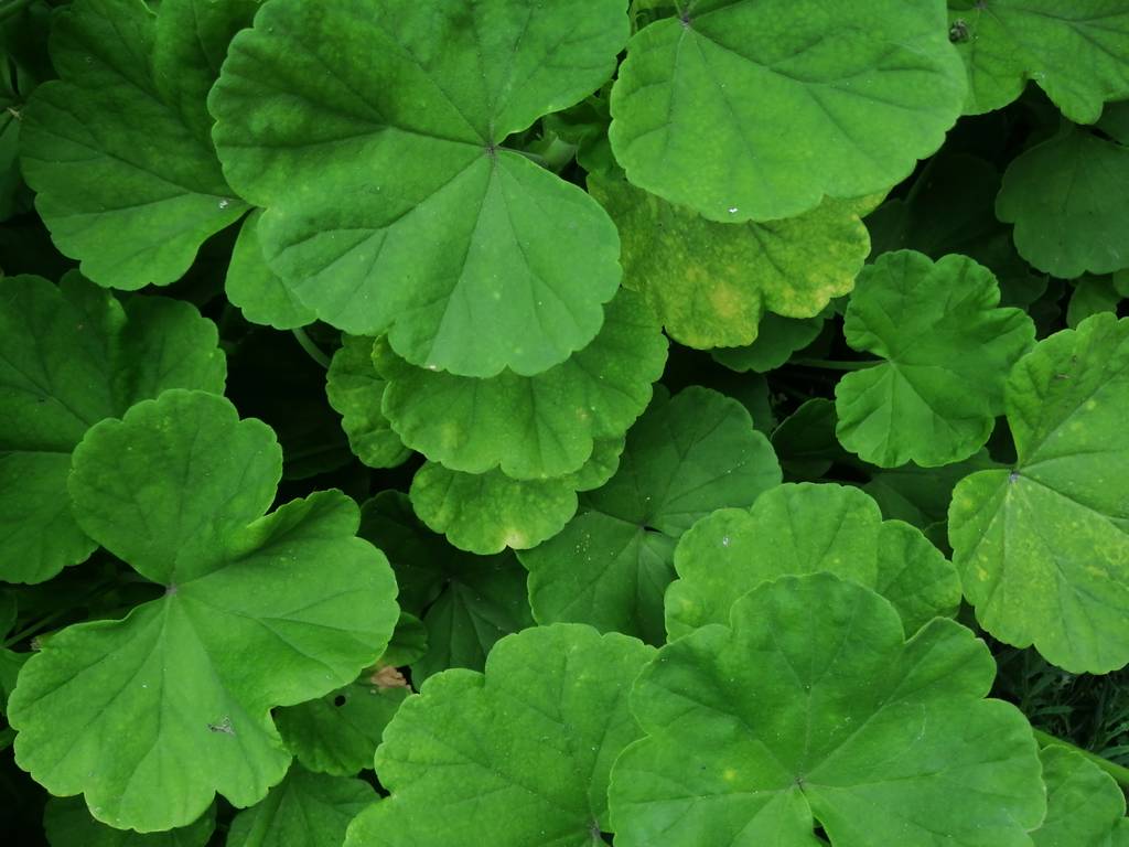 дріб текстури великі зелені листя садової рослини
 - Фото, зображення