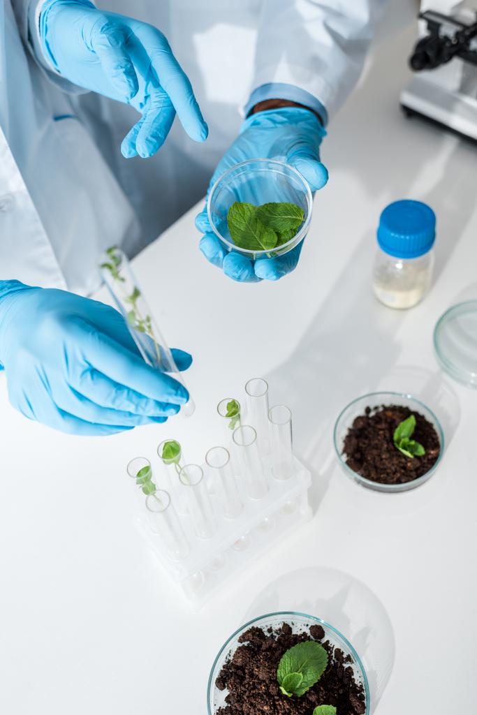 καλλιεργούμενη άποψη πολυπολιτισμικών βιολόγων που κρατούν πράσινα φύλλα στο εργαστήριο  - Φωτογραφία, εικόνα
