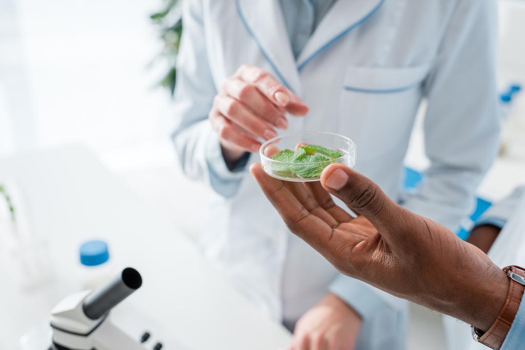 abgeschnittene Ansicht multikultureller Biologen, die mit dem Finger auf Blätter im Labor zeigen  - Foto, Bild