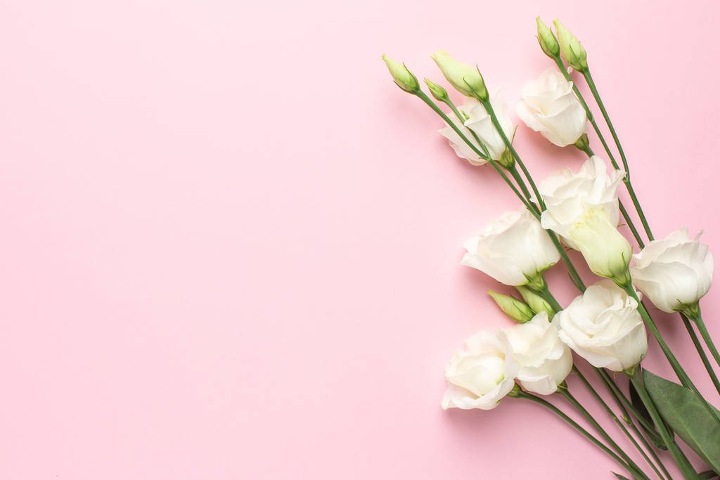 Fleurs d'eustomie blanches sur fond rose avec copyspace. Composition minimaliste pour les vacances. - Photo, image