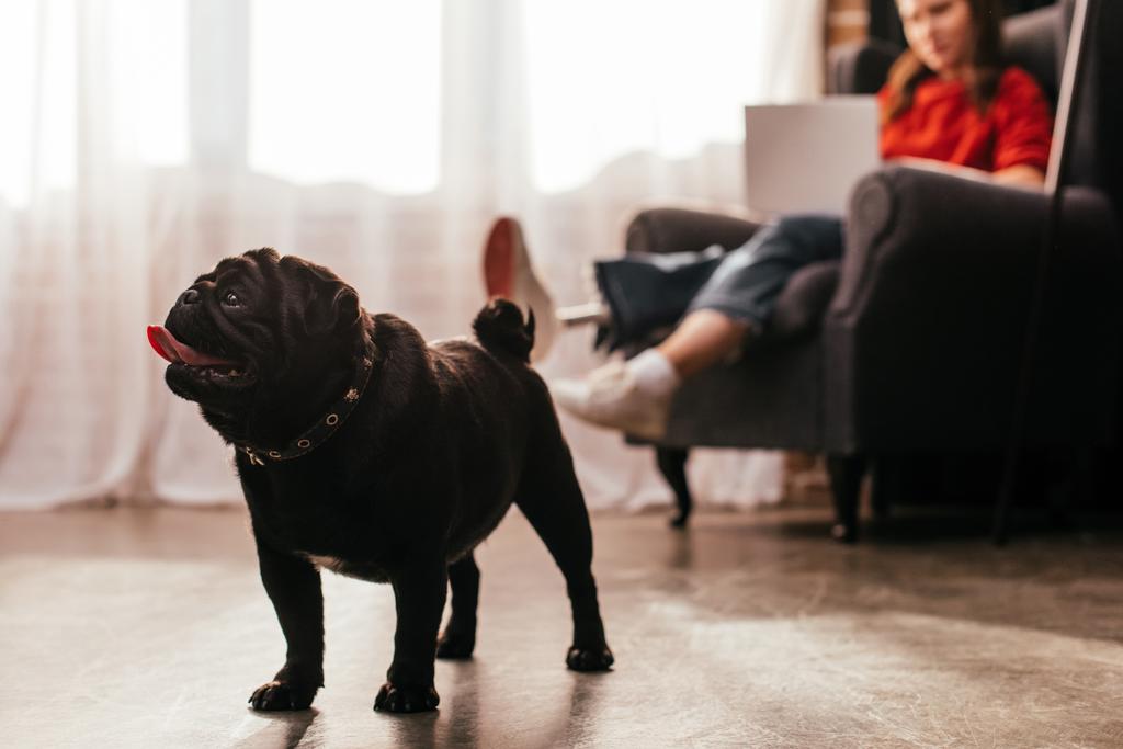 Selective focus of pug dog and woman with prosthetic leg and laptop at home - Photo, Image