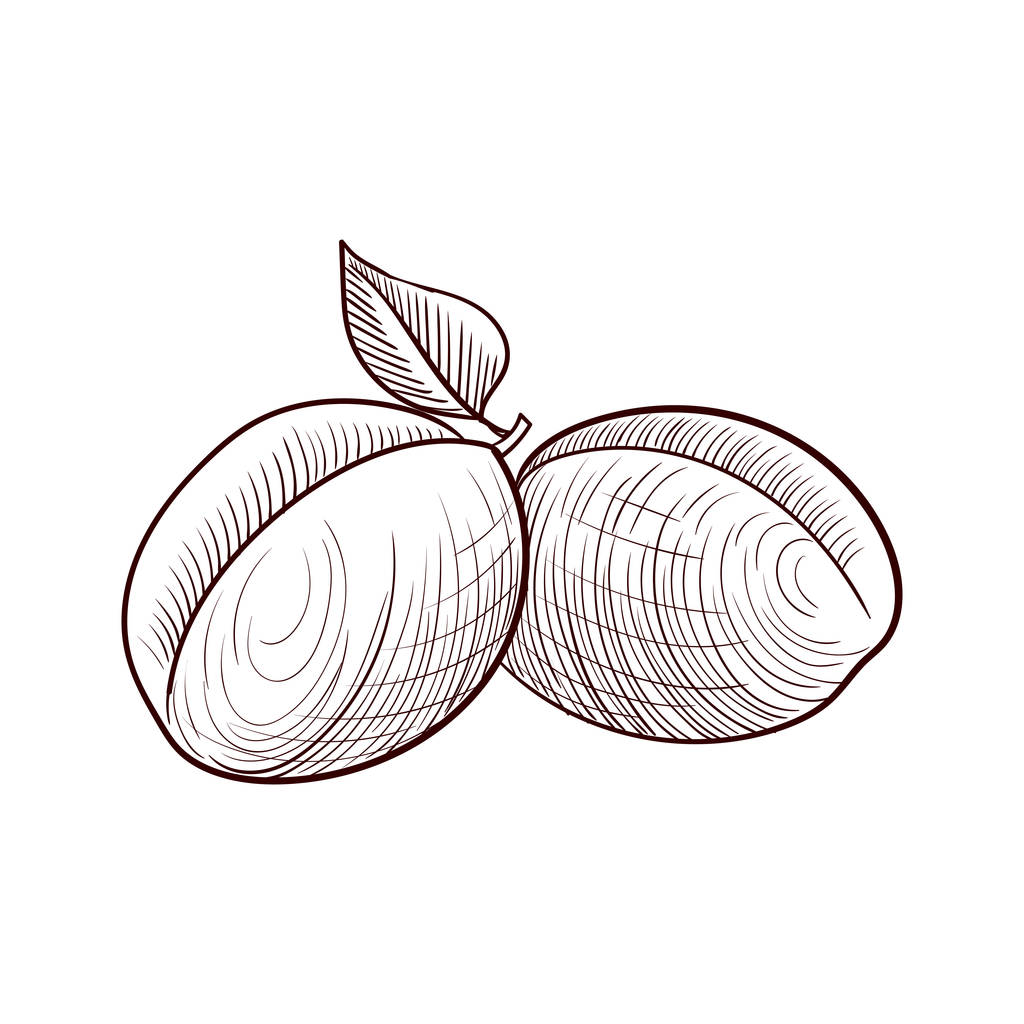 vector drawing apricots - Vector, Image
