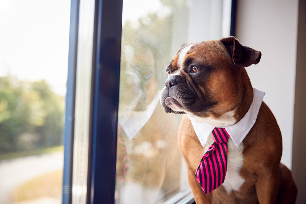 Bulldog puppy gekleed als zakenman dragen van halsband en stropdas kijken uit Office Window - Foto, afbeelding