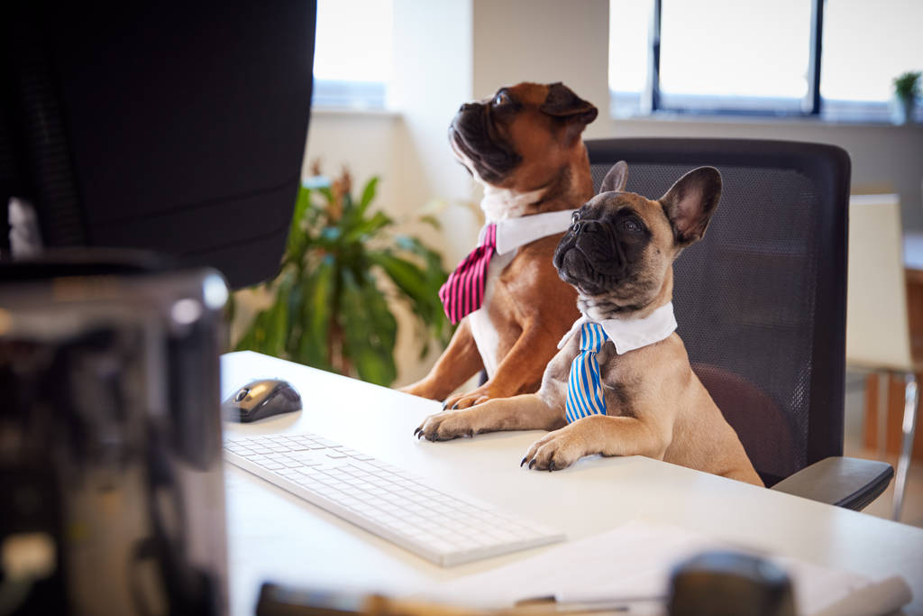 Francés Bulldog y Bulldog cachorro vestido como hombres de negocios sentado en el escritorio mirando a la computadora
 - Foto, Imagen