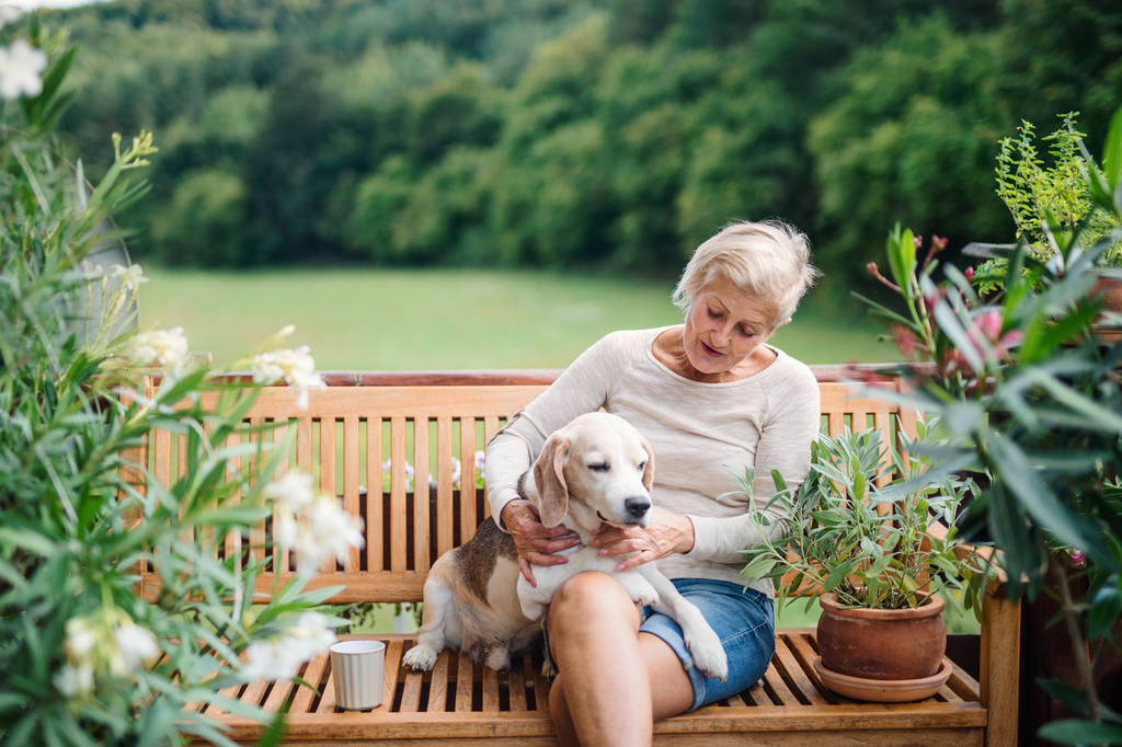 Une femme âgée avec un chien assis à l'extérieur sur une terrasse en été
. - Photo, image