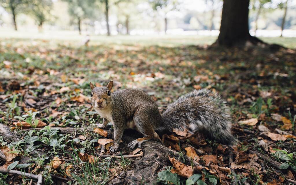 Ένα κοντινό πλάνο ενός χαριτωμένου περίεργου σκίουρου που κοιτάζει την κάμερα σε ένα πάρκο. - Φωτογραφία, εικόνα