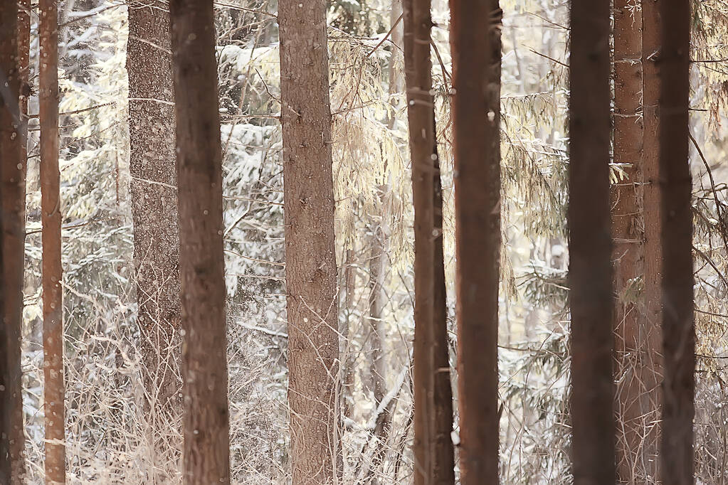 krajobraz zimowy w lesie, przepiękne pokryte śniegiem drzewa, sezonowy widok na przyrodę, opady śniegu w świąteczny poranek - Zdjęcie, obraz