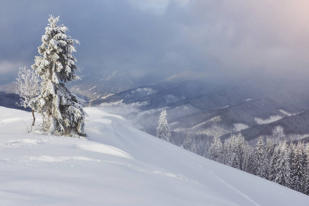 雪に覆われたモミの木とカルパチア山脈の素晴らしい冬の写真。カラフルな屋外シーン、ハッピー新年のお祝いのコンセプト。芸術風のポスト処理写真. - 写真・画像