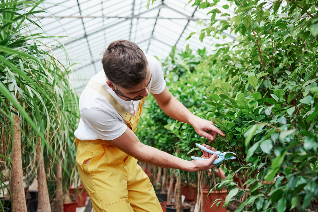 Cortando las plantas. Atractivo hombre barbudo sylish trabaja en invernadero
. - Foto, imagen