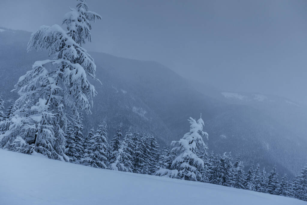 eine ruhige Winterszene. Mit Schnee bedeckte Tannen stehen im Nebel. schöne Landschaft am Waldrand. frohes neues Jahr! - Foto, Bild