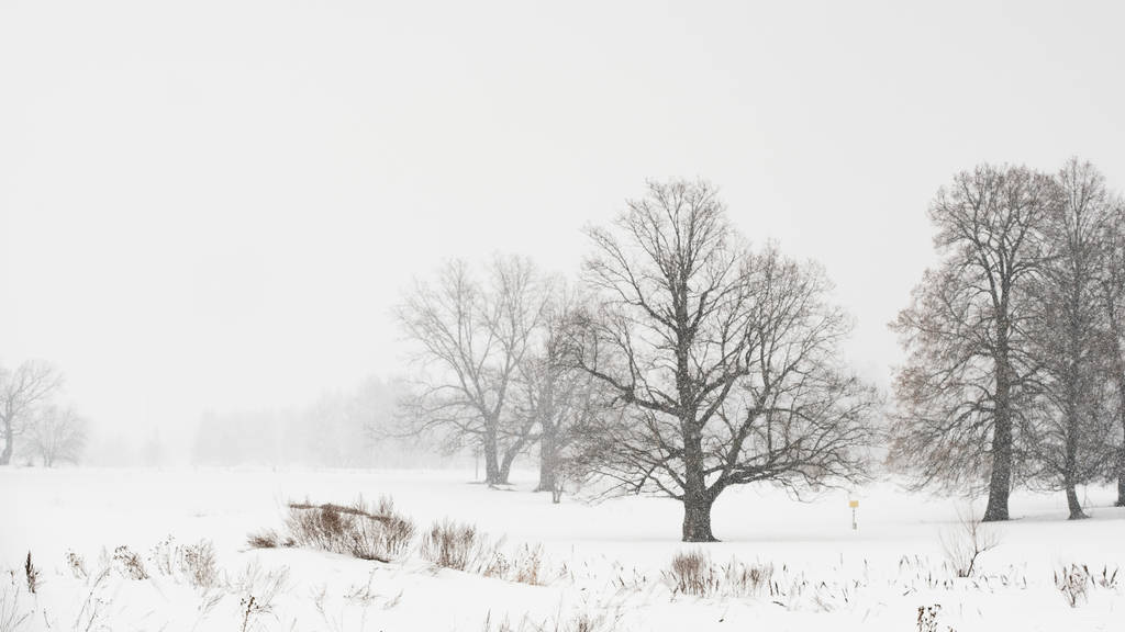 雪に覆われた土地と裸の木と冬の風景 - 写真・画像