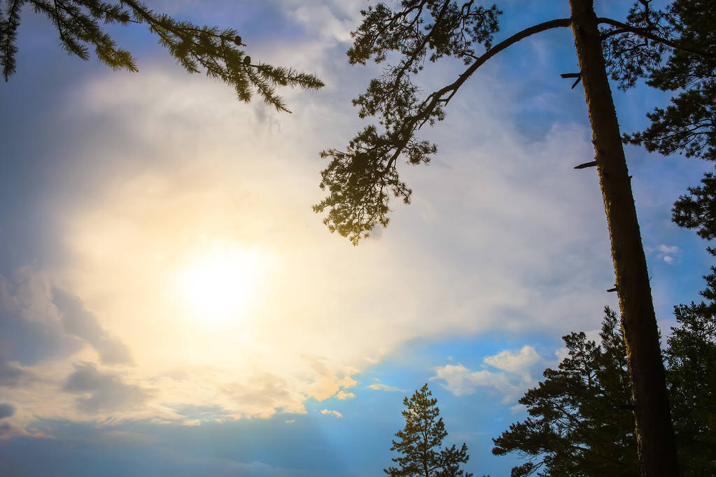 日当たりの良い空に対する松の木 - 写真・画像