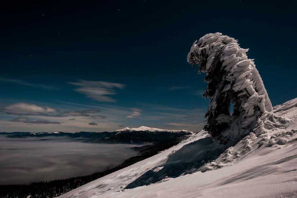 malowniczy widok na góry i sosny pokryte śniegiem przed ciemnym niebem wieczorem - Zdjęcie, obraz