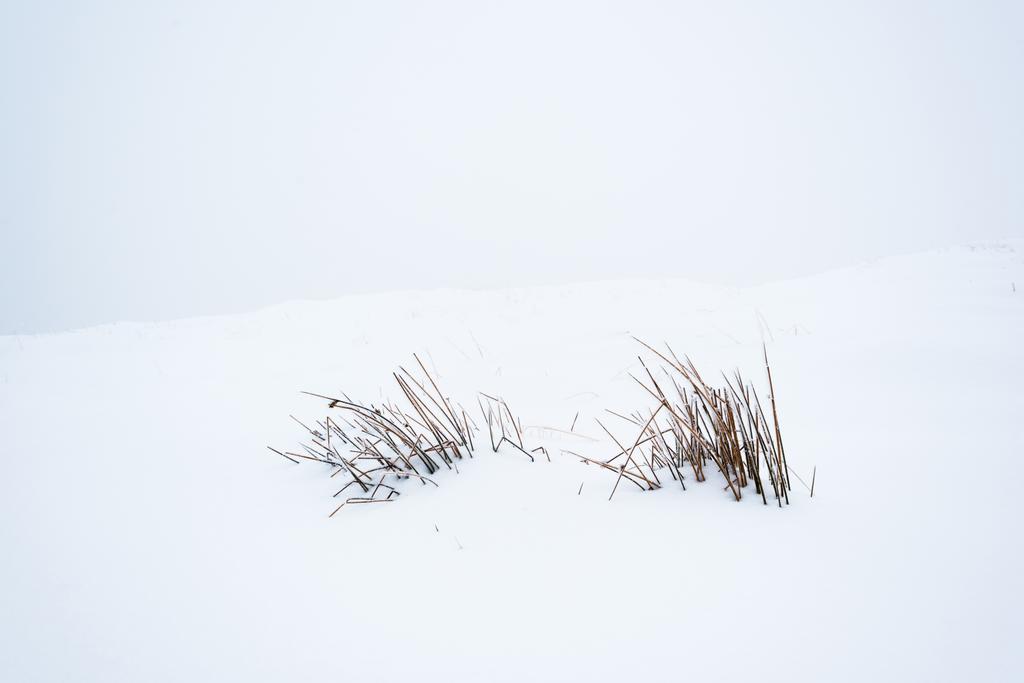 horská suchá rostlina s větvemi v bílém čistém sněhu - Fotografie, Obrázek