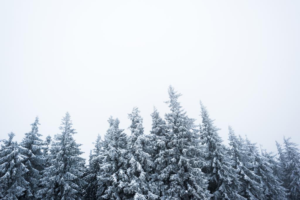 низкий угол обзора сосен, покрытых снегом на белом фоне неба
 - Фото, изображение