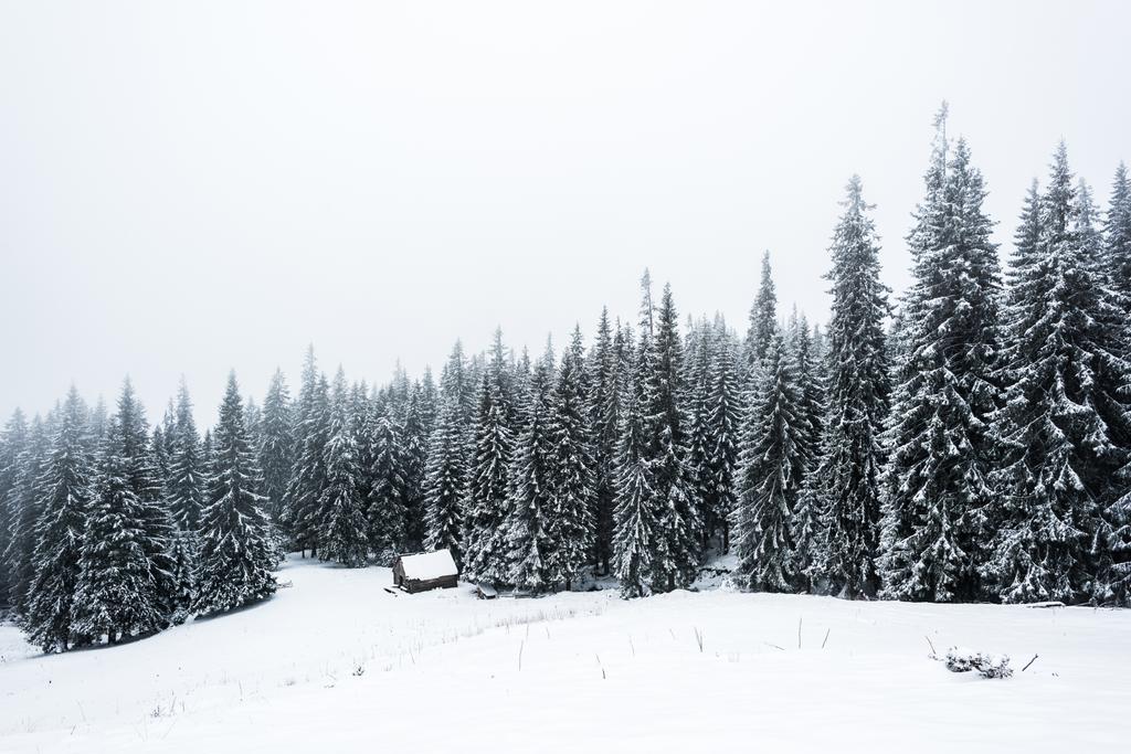 dům v blízkosti borovic les pokrytý sněhem na kopci s bílou oblohou na pozadí - Fotografie, Obrázek
