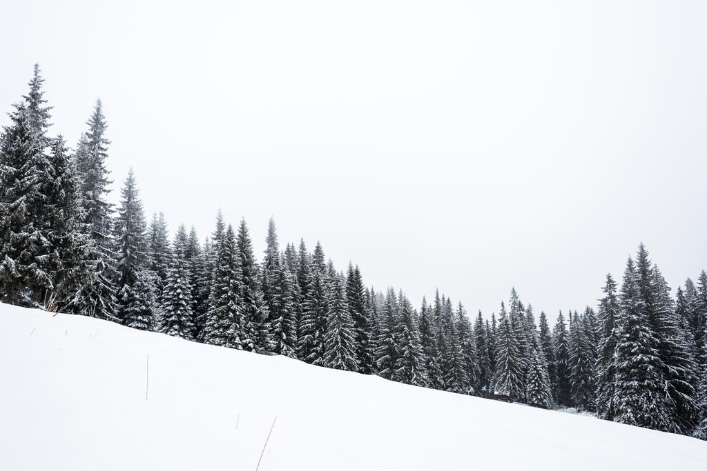 pinheiros floresta coberta de neve na colina com céu branco no fundo
 - Foto, Imagem