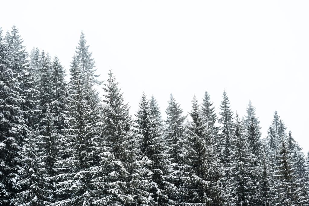 fenyőfák borított hó fehér ég háttér - Fotó, kép