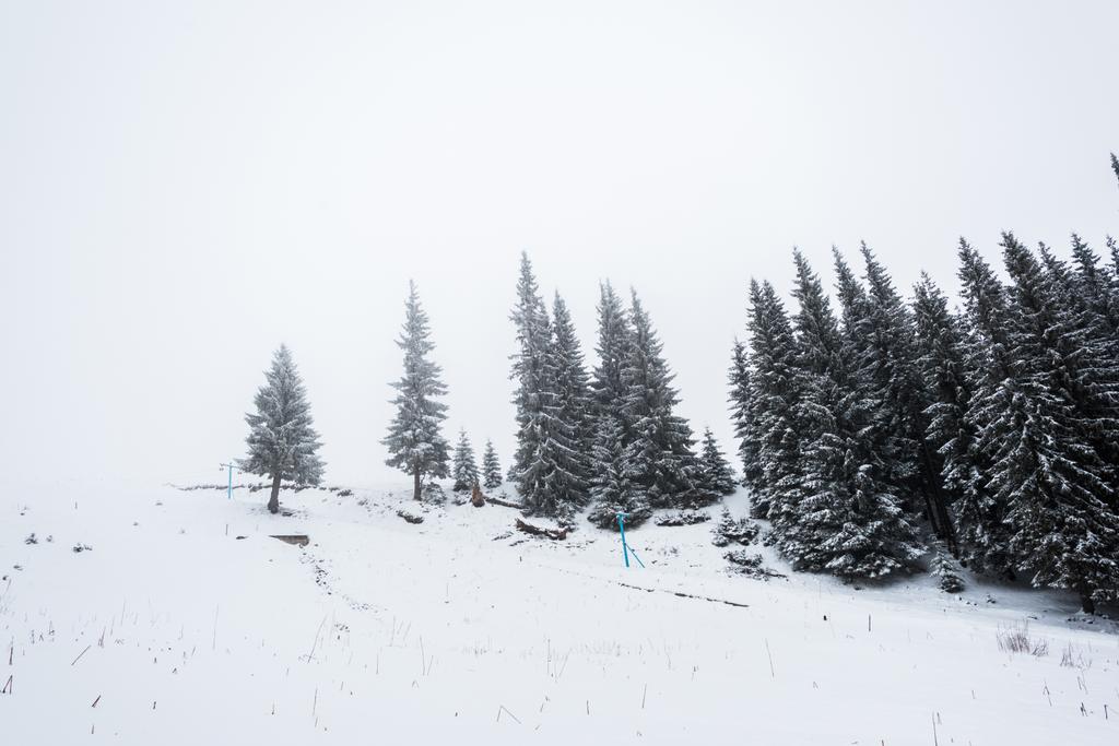 pinèdes forêt couverte de neige sur colline avec ciel blanc sur fond
 - Photo, image